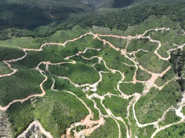北山野“小辛香”如何迈向“大市场”AG真人旗舰厅一颗山苍子的新生：粤(图2)